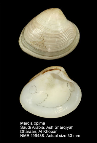 Marcia opima (2).jpg - Marcia opima (Gmelin,1791)